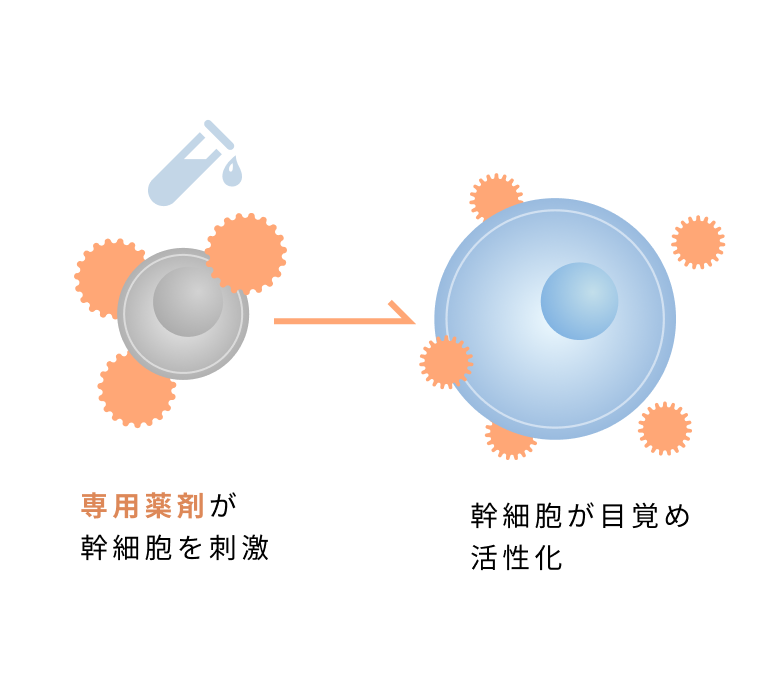 専用薬剤が幹細胞を刺激し、幹細胞が目覚め活性化する説明